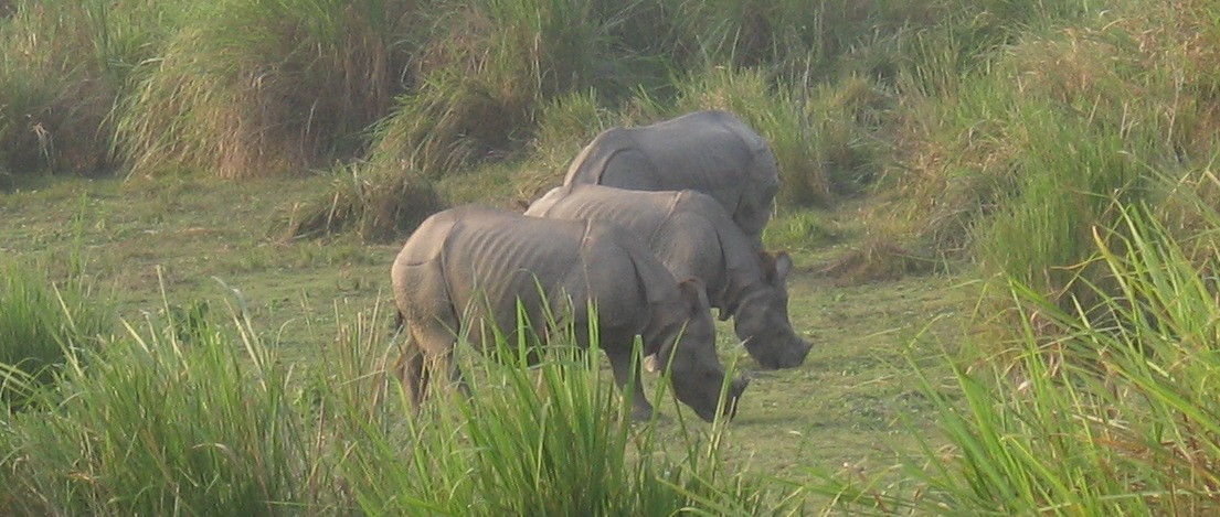 3 Rhinos grazing